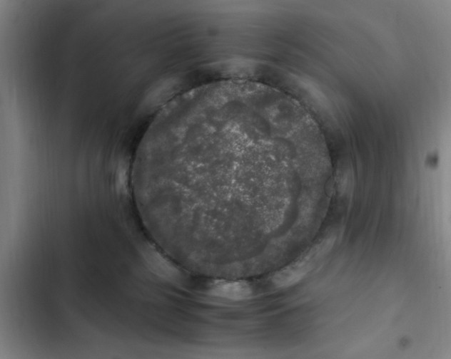 X0000102480185200808221715