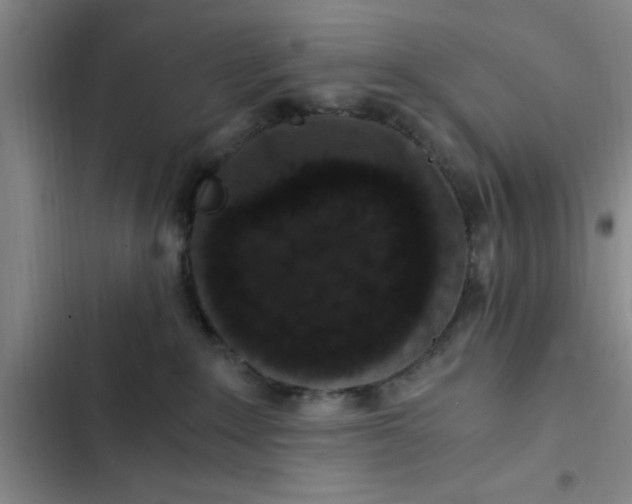 X0000102480235200808221714