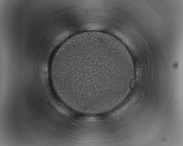 X0000102480254200808221714