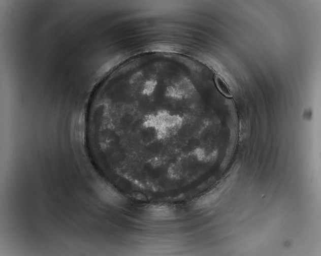 X0000102480349200808221712