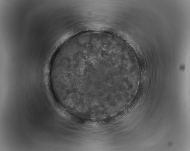 X0000102480679200808221707