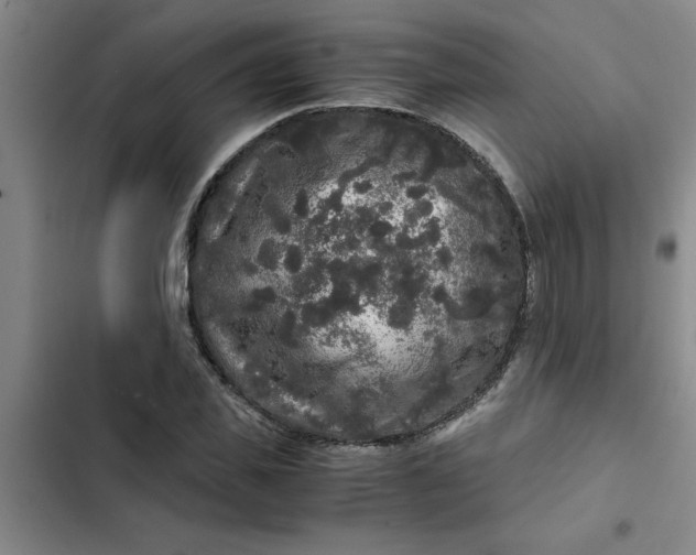 X0000102480925200808221704