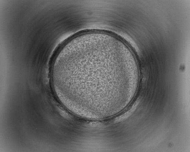 X0000102480974200808221703