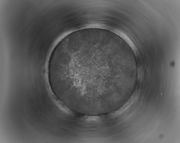 X0000102481043200808221702