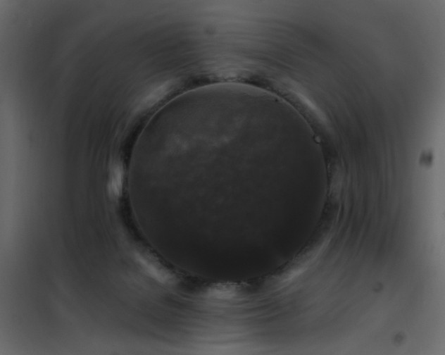 X0000102490076200808081339