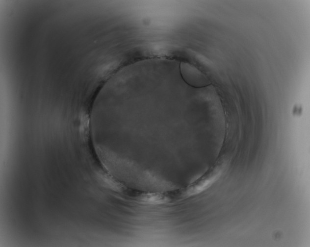 X0000102490624200808221732