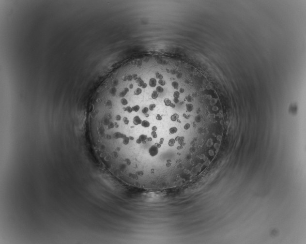 X0000102490660200808221732