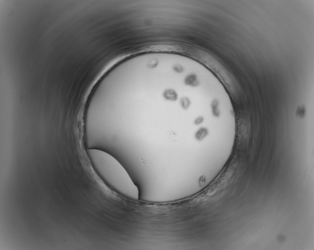 X0000102490852200808221729