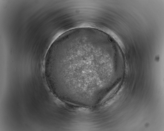 X0000102491097200808221725