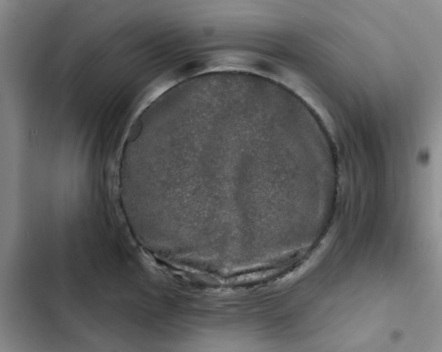 X0000102491145200808221724