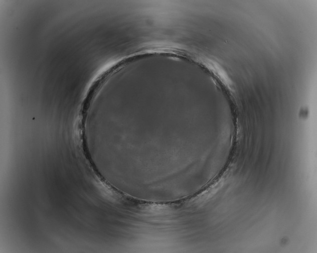 X0000102491164200808221724