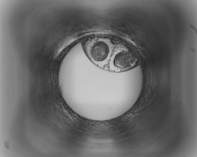 X0000102501255200808080937