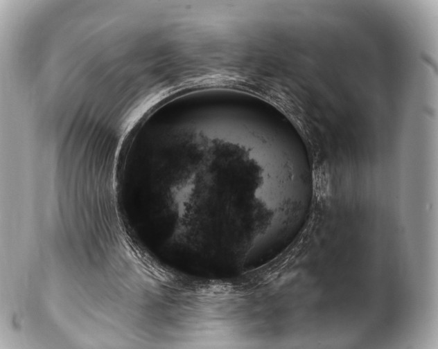 X0000102500196200808151529