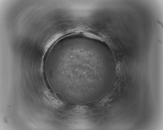 X0000102500292200808151528