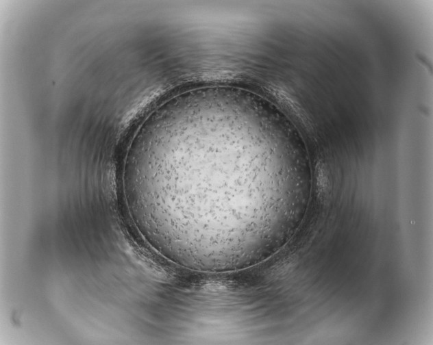 X0000102500684200808151521