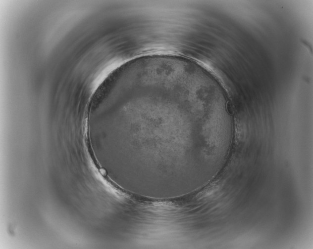 X0000102501383200808151510