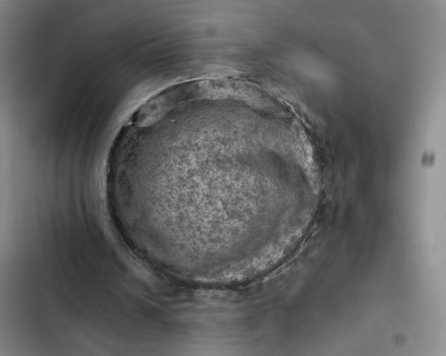 X0000102500242200808221801