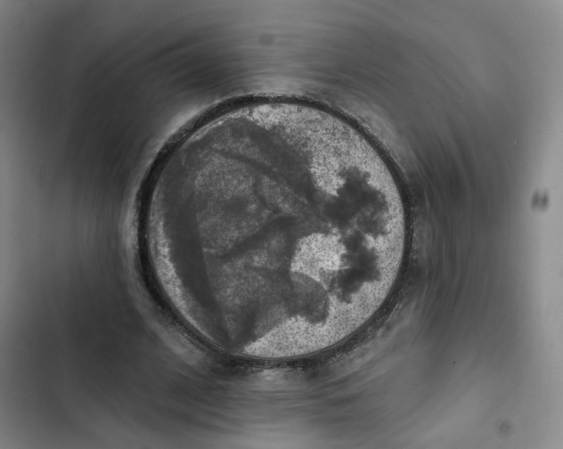 X0000102500584200808221756