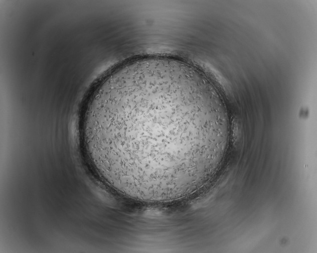 X0000102500684200808221754