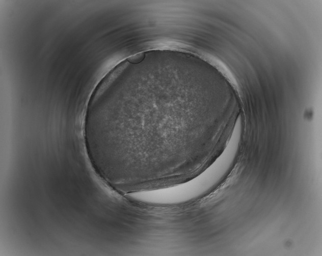 X0000102500946200808221750