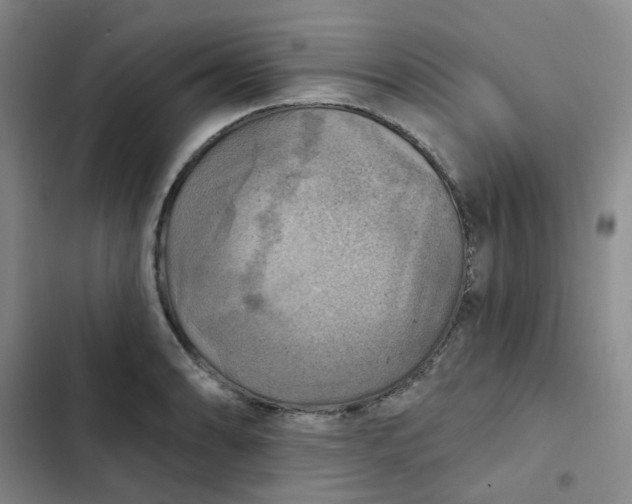 X0000102501086200808221748