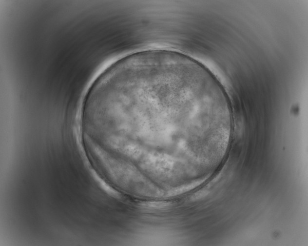 X0000102501294200808221745