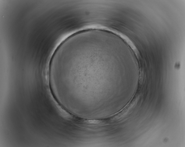 X0000102501295200808221745