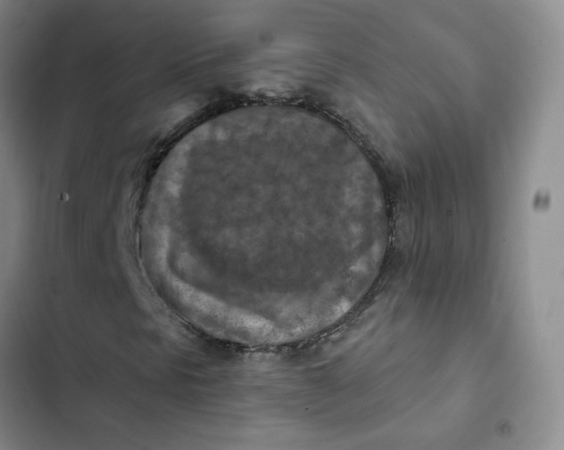 X0000102501297200808221744