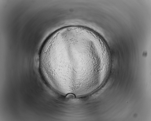 X0000102501509200808221742