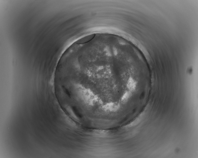 X0000102501529200808221742