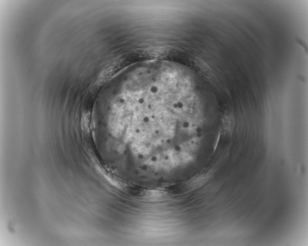 X0000102500286200808291718