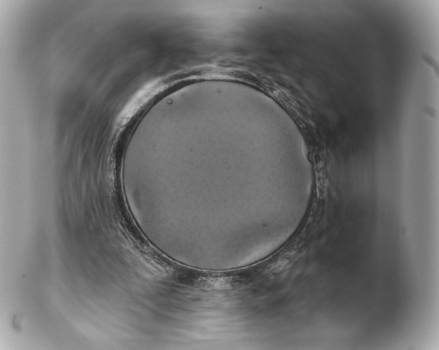 X0000102500295200808291717