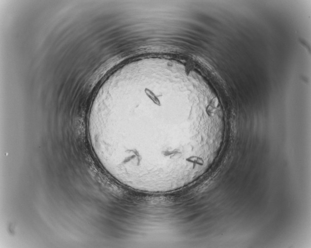 X0000102501025200808291707