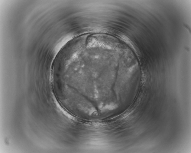 X0000102501095200808291706