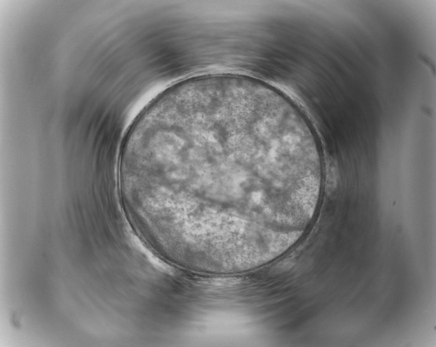 X0000102501294200808291703