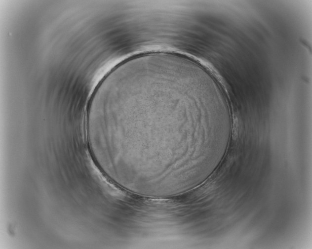 X0000102501295200808291703