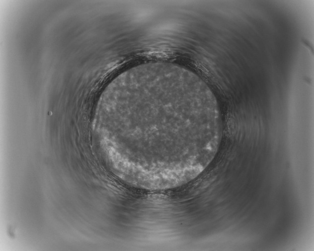 X0000102501297200808291703