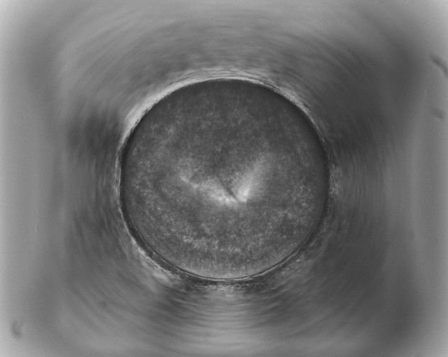 X0000102501508200808291700