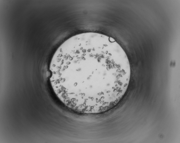 X0000102500020200809051356