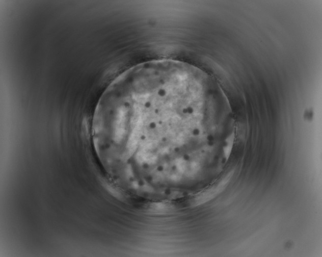 X0000102500286200809051353