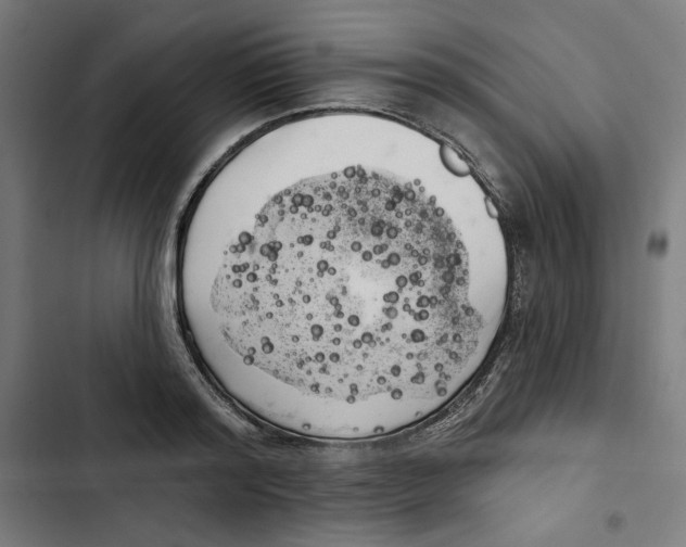 X0000102500796200809051344