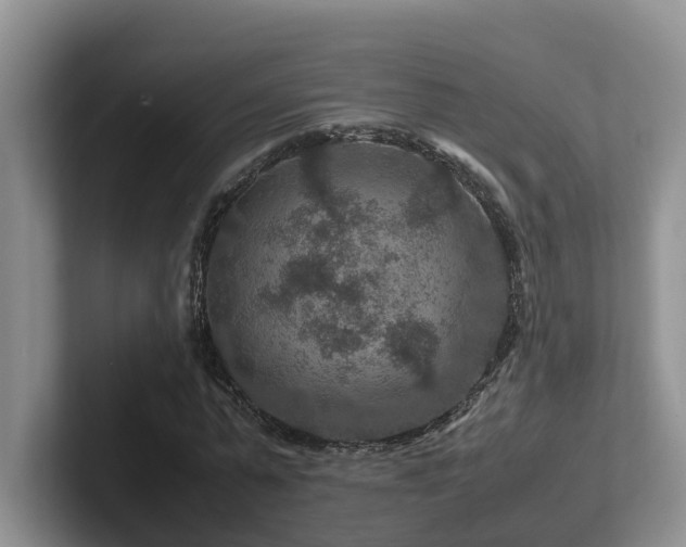 X0000102510775200808081409
