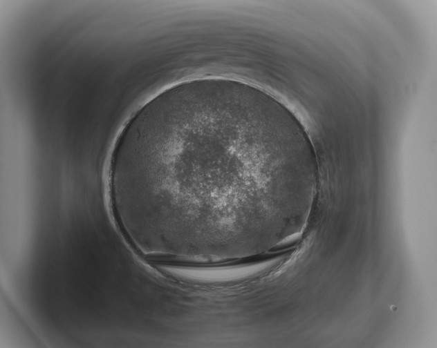 X0000102511525200808081359