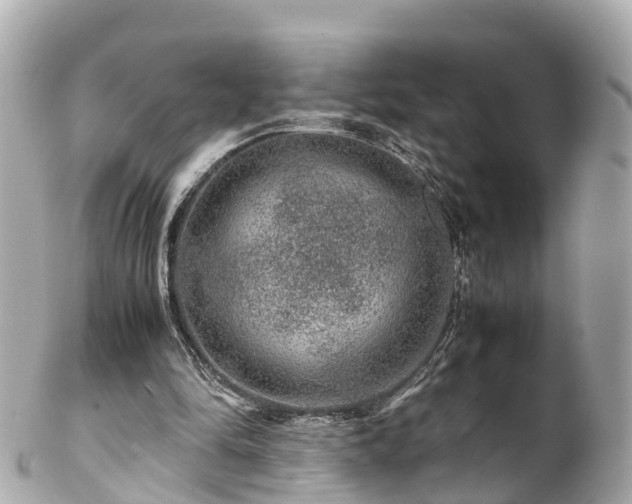 X0000102510294200808151553
