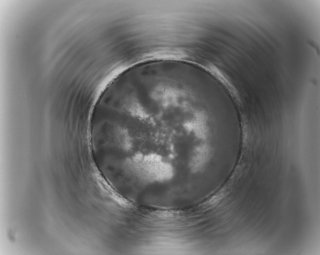 X0000102511240200808151538