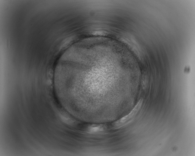 X0000102510175200808221826
