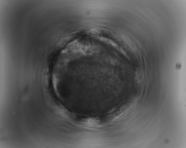 X0000102510223200808221825