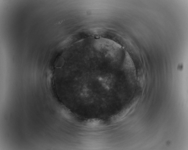 X0000102510235200808221825
