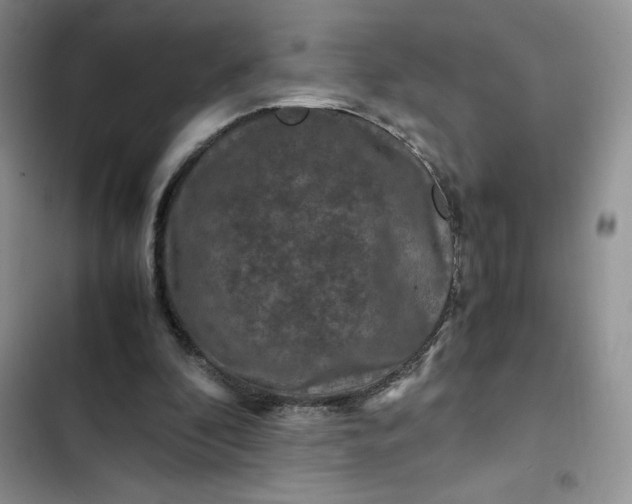 X0000102510296200808221824