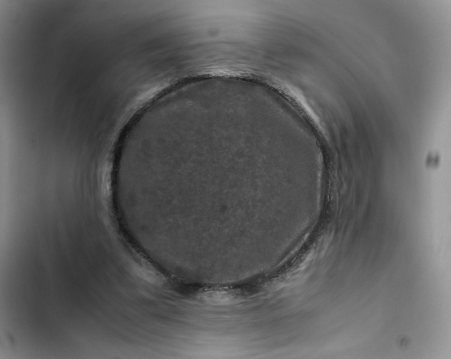 X0000102510299200808221824